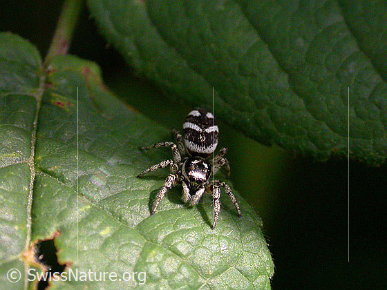 Foto: Zebra-Springspinne auf Blatt