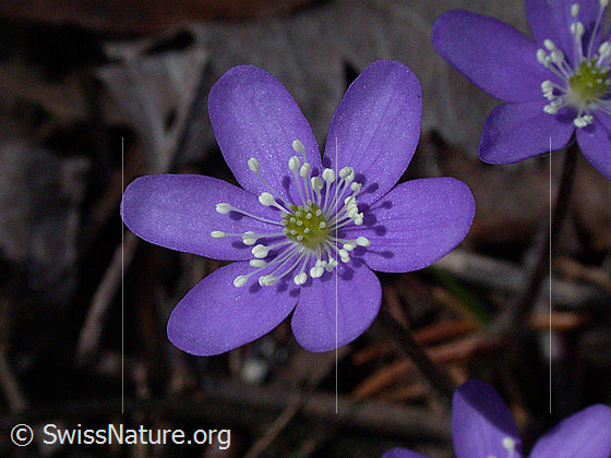 Foto: Leberblümchen, 
Blüte Lat.: Hepatica nobilis