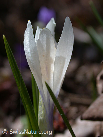Foto: Frühlings-Krokus, Nahaufnahme 
Lat.: Crocus albiflorus