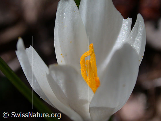 Foto: Frühlings-Krokus, Nahaufnahme 
Lat.: Crocus albiflorus
