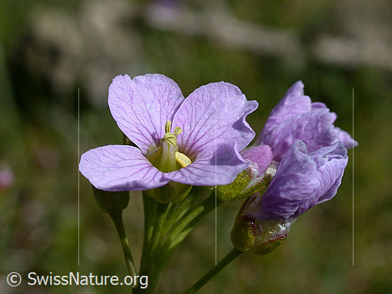 Foto: Wiesen-Schaumkraut (Cardamine pratensis), Blüte