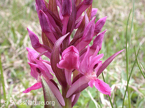 Foto: Rotes Holunder-Knabenkraut (Dactylorhiza sambucina). Blüten.
Umgebung: Magerweide. Höhe: ca. 1700m ü.M.
Lat.: Dactylorhiza sambucina
Familie: Orchidaceae (Orchideen)
Gattung: Dactylorhiza (Knabenkräuter)
