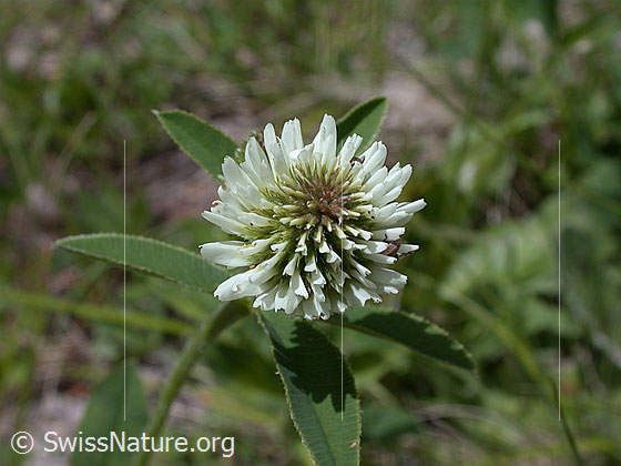Foto: Berg-Klee, Blüte
Lat.: Trifolium montanum
Familie: Fabaceae (Schmetterlingsblütler)