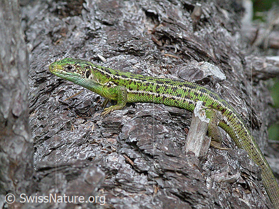 Photo: Lacerta bilineata on tree trunk. The Lacerta bilineata is the largest lizard native to Switzerland.