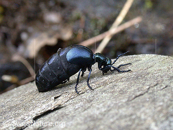 Foto: chwarzer Maiwurm (Meloe proscarabaeus). Länge 11 - 35mm. Weibchen. Wird auch Schwarzblauer Ölkäfer oder Pflasterkäfer genannt. Trächtiges Weibchen vor Eiablage.
Umgebung: Lichter Bergwald.
Lat.: Meloe proscarabaeus
Familie: Meloidae (Ölkäfer)
Gattung: Meloe