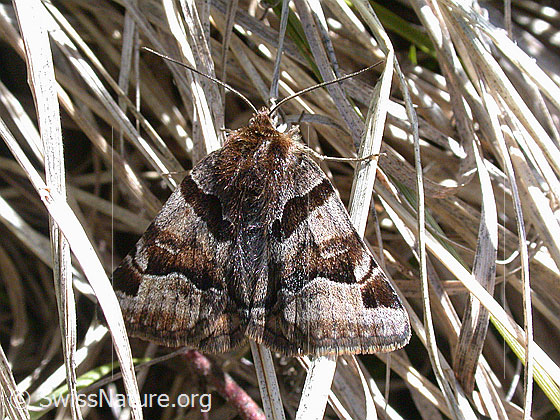 Foto: Braune Tageule (Euclidia glyphica). Ansicht von oben.
Lat.: Euclidia glyphica
Familie: Noctuidae (Eulenfalter)
Unterfamilie: Catocalinae