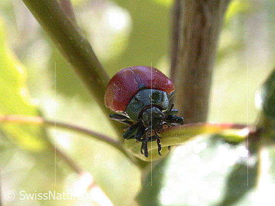 Foto: Sechspunktiger Putzkäfer (Agonum sexpunctatum)
Lat.: Agonum sexpunctatum
Familie: Carabidae (Laufkäfer)
Unterfamilie: Platyninae
Gattung: Agonum (Glanzflachläufer)