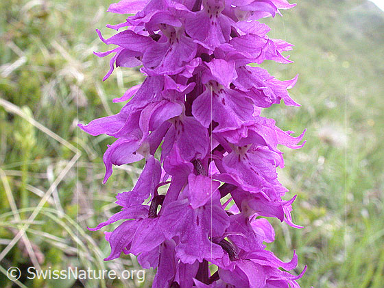 Foto: Männliches Knabenkraut, Blüte 
Lat.: Orchis mascula