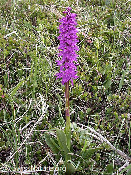 Foto: Männliches Knabenkraut 
Lat.: Orchis mascula