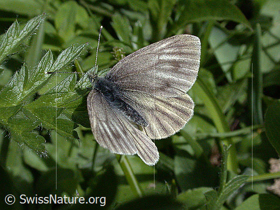 Foto: Weibchen des Bergweisslings. 
Lat.: Pieris bryoniae