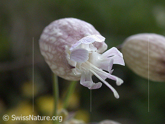 Foto: Gemeines Leimkraut, Blüte 
Lat.: Silene vulgaris
