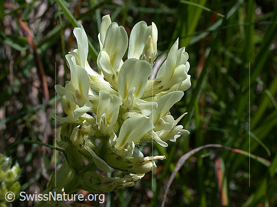 Foto: Alpen-Spitzkiel, Blüte 
Lat.: Oxytropis campestris 
Familie: Schmetterlingsblütler