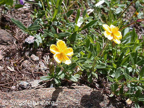 Foto: Alpen-Sonnenröschen 
Lat.: Helianthemum alpestre
Familie: Cistaceae (Zistrosengewächse)