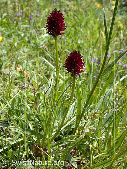 Foto: Schwarzes Männertreu 
Lat.: Nigritella rhellicani
Familie: Orchidaceae (Orchideen)
Gattung: Nigritella (Kohlröschen)