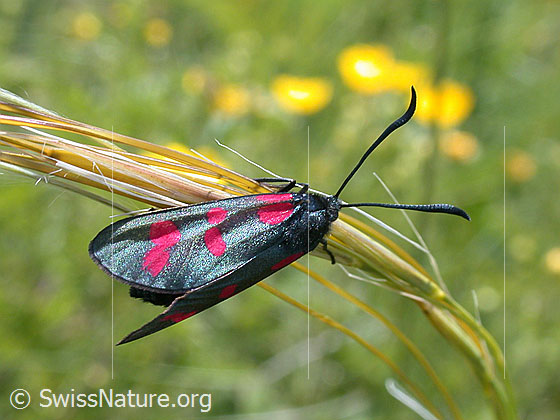 Foto: Gewöhnliches Widderchen (Zygaena filipendulae) an Federgras
Umgebung: Unbekannt.
Lat.: Zygaena filipendulae
Familie: Zygaenidae (Widderchen)
Unterfamilie: Zygaeninae (Rotwidderchen) 
Gattung: Zygaena