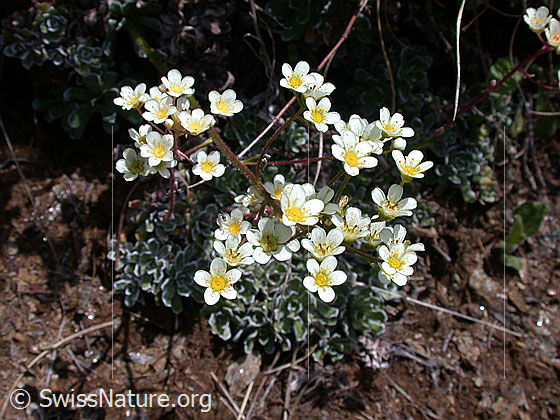 Foto: Trauben-Steinbrech 
Lat.: Saxifraga paniculata
Familie: Saxigragaceae (Steinbrechgewächse)