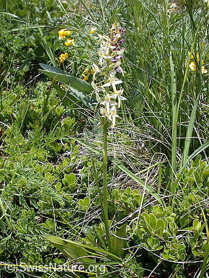 Foto: Weisses Breitkölbchen (Platanthera bifolia). Ganze Pflanze (Habitus).
Lat.: Platanthera bifolia
Familie: Orchidaceae (Orchideen)
Unterfamilie: Orchidoideae
Gattung: Platanthera (Breitkölbchen)