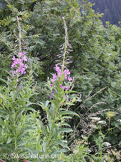 Photo: Epilobium angustifolium. Whole plant.
Lat.: Epilobium angustifolium
Family: Onagraceae
Genus: Epilobium