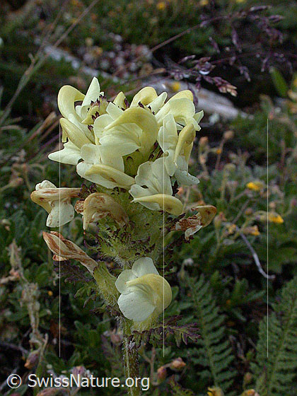 Foto: Knolliges Läusekraut 
Lat.: Pedicularis tuberosa