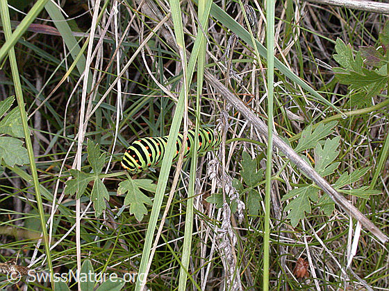 Foto: Raupe des Schwalbenschwanz 
Lat.: Papilio machaon