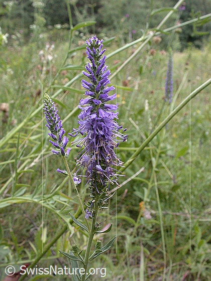 Photo: Veronica spicata. Inflorescence.
Lat.: Veronica spicata
Family: Plantaginaceae
Genus: Veronica