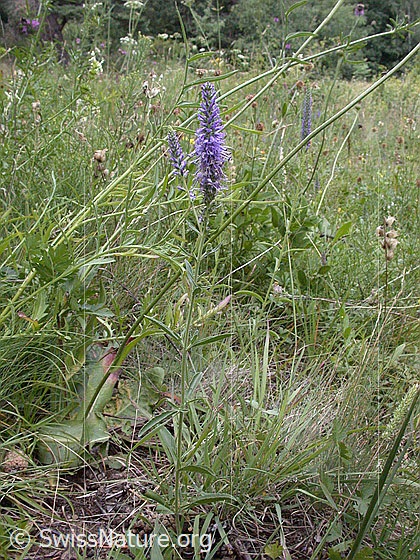 Photo: Veronica spicata. Whole plant (habiti).
Lat.: Veronica spicata
Family: Plantaginaceae
Genus: Veronica