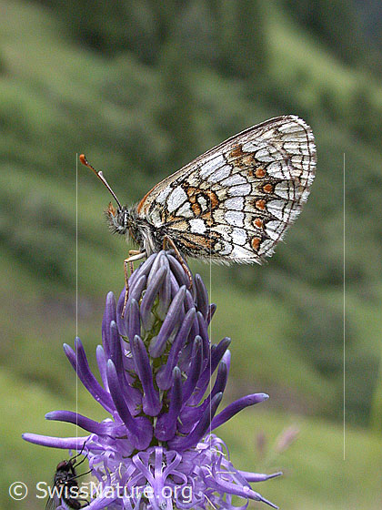Foto: Wachtelweizen-Scheckenfalter (Melitaea athalia) auf Betonienblättriger Rapunzel (Phyteuma betonicifolium). Flügel geschlossen 