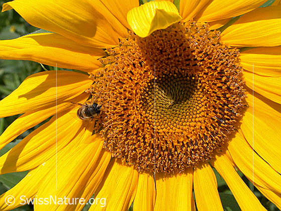 Foto: Einjährige Sonnenblume, Blüte
Lat.: Helianthus annuus
Familie: Asteraceae