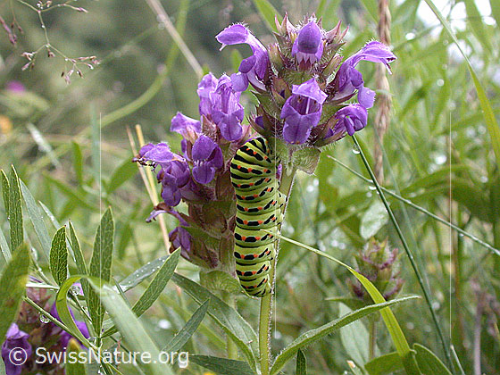 Foto: Raupe des Schwalbenschwanz an Brunelle 
Lat.: Papilio machaon
