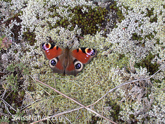 Foto: Tagpfauenauge (Inachis io). Auf Moospolster sitzend. Flügel geöffnet.