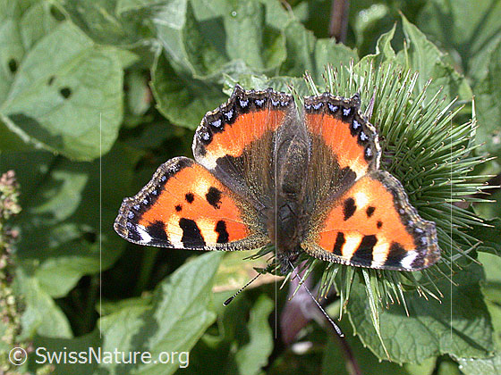 Foto: Kleiner Fuchs (Aglais urticae) auf Grosser Klette (Arctium lappa). Auf Blüte sitzend. Flügel geöffnet. Ansicht von oben.
