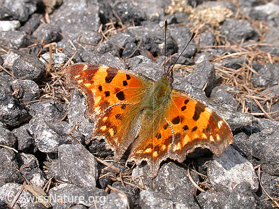 Foto: C-Falter, geöffnet
Lat.: Polygonia c-album
Familie: Nymphalidae (Edelfalter)
Unterfamilie: Nymphalinae (Fleckenfalter)