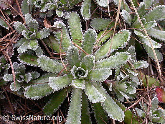 Foto: Blätter des Trauben-Steinbrech 
Lat.: Saxifraga paniculata 
Familie: Saxifragaceae