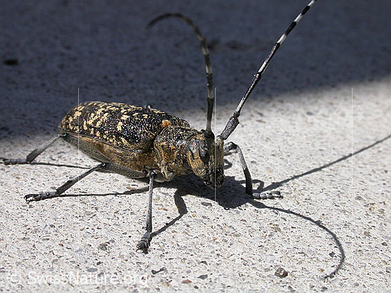 Schusterbock (Monochamus sutor)