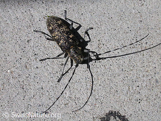 Photo: Monochamus sutor. View from top front.