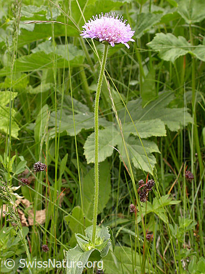 Foto: Wald-Witwenblume, Blätter 
Lat.: Knautia dipsacifolia 
Familie: Dipsacaceae