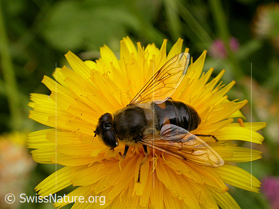 Foto: Mistbiene (Eristalis tenax) auf Gewöhnlichem Löwenzahn (Taraxacum officinale). Weibchen. Ansicht von oben.

Mistbiene
Lat.: Eristalis tenax
Familie: Syrphidae (Schwebfliegen)
Gattung: Eristalis

Gewöhnlicher Löwenzahn
Lat.: Taraxacum officinale
Familie: Asteraceae (Kobblütler)
Unterfamilie: Cichorioideae
Gattung: Taraxacum (Löwenzahn)