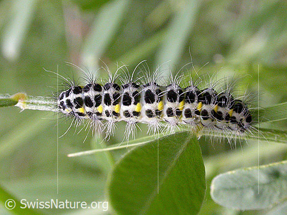 Grosses Fünffleck-Widderchen (Zygaena lonicerae), Raupe