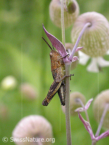 Foto: Kleine Heuschrecke, Wiesengrashüpfer (Chorthippus dorsatus), an Halm.
Umgebung: Wildblumenwiese. 1530m ü.M.
Lat.: Chorthippus dorsatus
Familie: Acrididae (Feldheuschrecken)
Unterfamilie: Gomphocerinae (Grashüpfer)