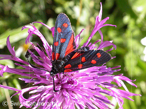 Foto: Gewöhnliches Widderchen (Zygaena filipendulae). Flügel geöffnet.
Umgebung: Unbekannt.
Lat.: Zygaena filipendulae
Familie: Zygaenidae (Widderchen)
Unterfamilie: Zygaeninae (Rotwidderchen) 
Gattung: Zygaena