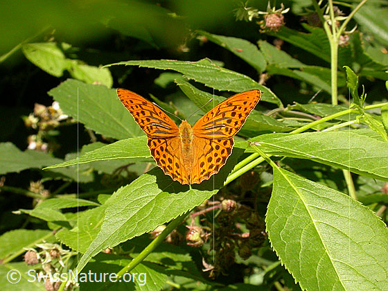 Foto: Kaisermantel (Argynnis paphia). Männchen. Flügel halb geöffnet. Ansicht von hinten oben.