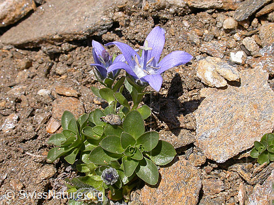 Foto: Mont Cenis-Glockenblume 
Lat.: Campanula cenisia
Familie: Campanulaceae (Glockenblumengewächse)
Gattung: Campanula (Glockenblumen)