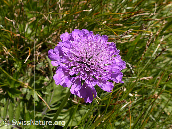Foto: Glänzende Skabiose, Blüte 
Lat.: Scabiosa lucida
Familie: Caprifoliaceae (Geissblattgewächse)
Unterfamilie: Dipsacaceae (Kardengewächse)
Gattung: Scabiosa (Skabiosen)