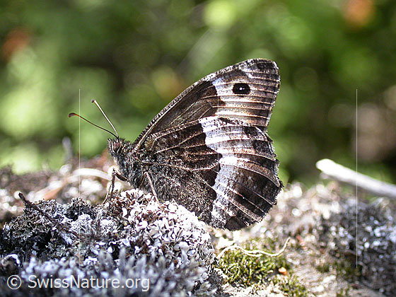 Photo: Hipparchia genava. Wings closed. View from the side 