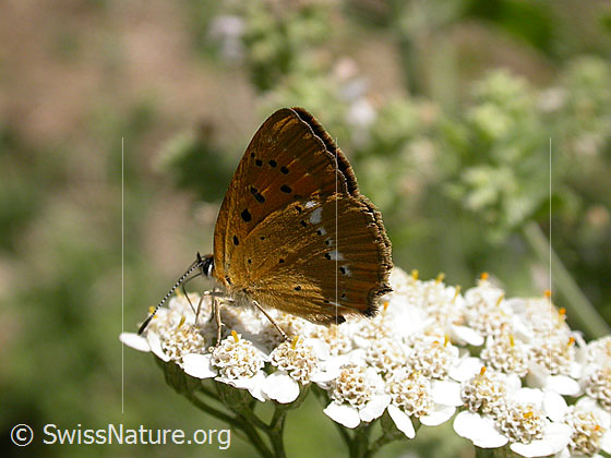 Foto: Dukatenfalter (Lycaena virgaureae). Auf Blüte sitzend. Flügel geschlossen. Ansicht von der Seite.
Lat.: Lycaena virgaureae
Familie: Lycaenidae (Bläulinge)
Gattung: Lycaena virgaureae