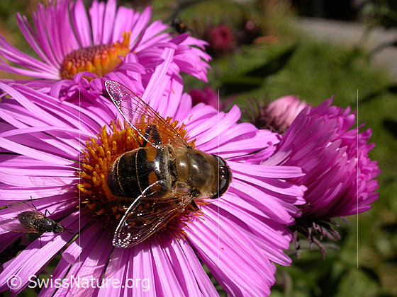 Foto: Mistbiene (Eristalis tenax) auf neuenglischer Aster (Aster novae-angliae).
Umgebung: Bergtal. Höhe: ca. 1500m ü.M.

Mistbiene
Lat.: Eristalis tenax
Familie: Syrphidae (Schwebfliegen)
Gattung: Eristalis

Neuenglische Aster
Lat.: Aster novae-angliae
Familie: Asteraceae (Korbblütler)