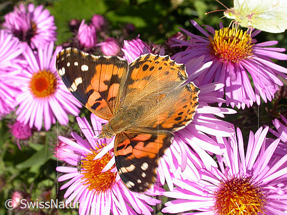 Foto: Distelfalter (Cynthia cardui) auf neuenglischem Aster. Ansicht von oben, Flügel halb geöffnet.
Umgebung: Bergtal. Höhe: ca. 1500m ü.M.

Distelfalter
Lat.: Cynthia cardui
Familie: Nymphalidae (Edelfalter)
Unterfamilie: Nymphalinae (Fleckenfalter)

Neuenglische Aster
Lat.: Aster novae-angliae
Familie: Asteraceae (Korbblütler)