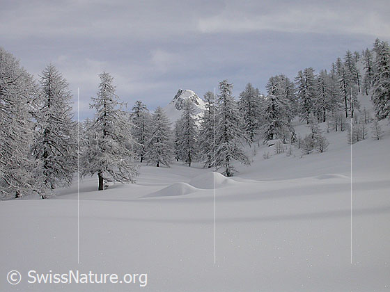 Foto: Unberührte Winterlandschaft mit verschneiten Lärchen und einem Berg (Schinhorn) im Hintergrund.
