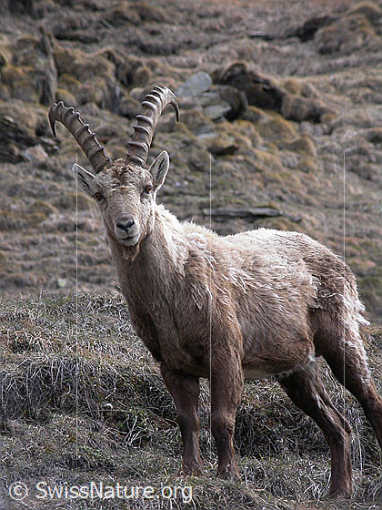 Foto: Steinbock, stehend. 
Lat.: Capra ibex