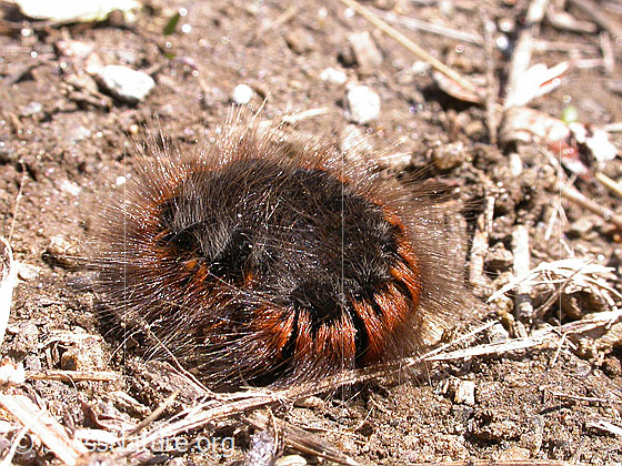 Foto: Raupe des Brombeerspinner, eingerollt 
Lat.: Macrothylacia rub
Familie: Lasiocampidae (Glucken)
